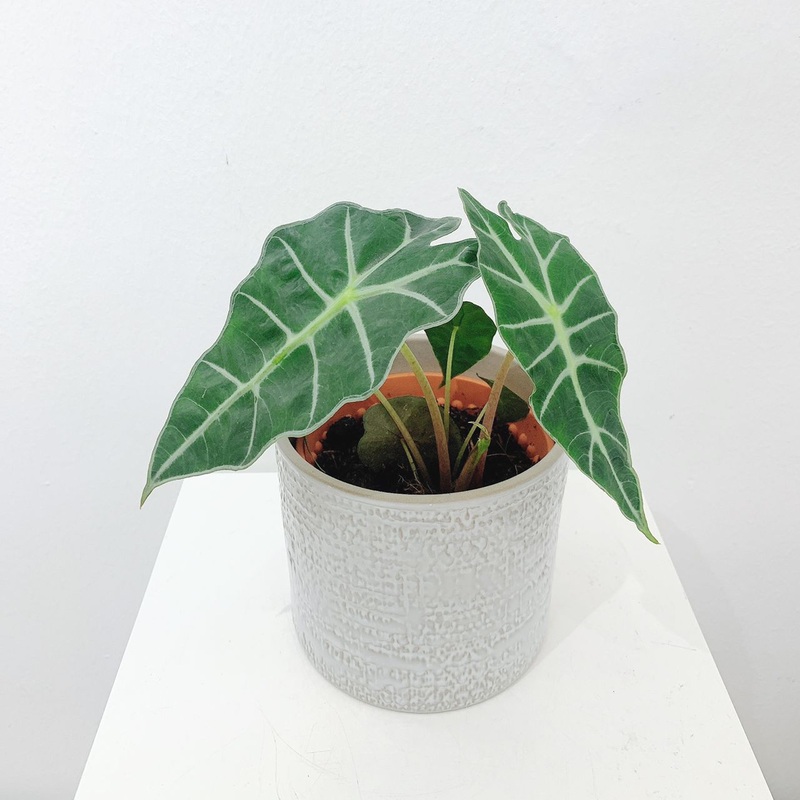 Alocasia Amazonica