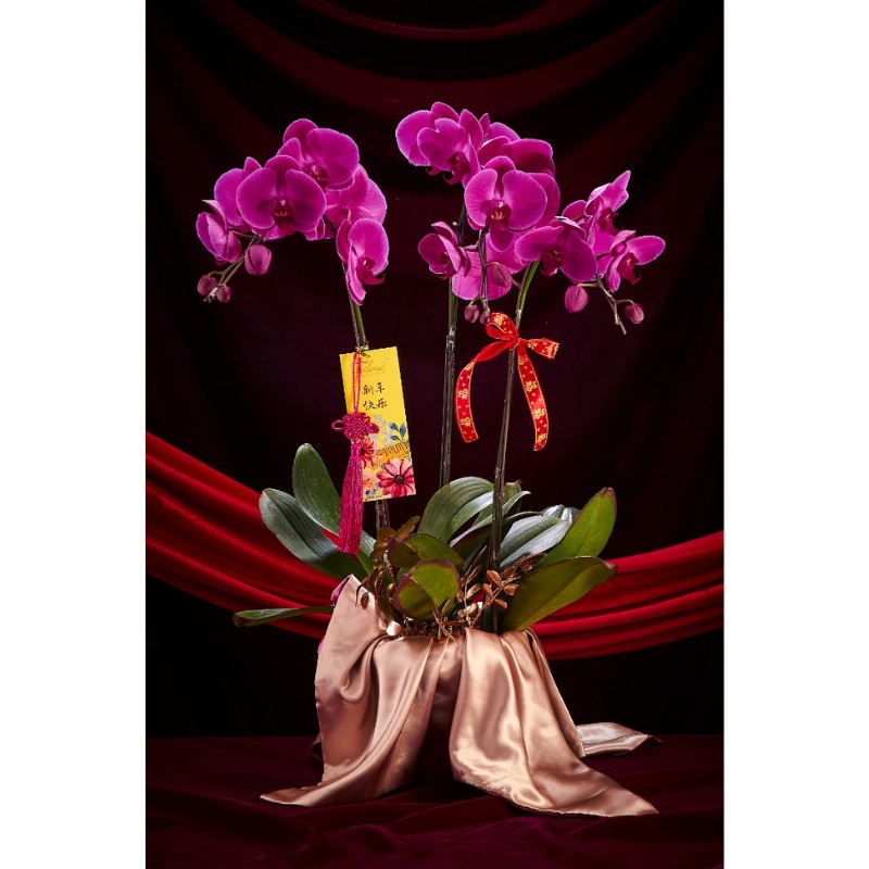 CNY 2024 () Wealth Rolling in Premium Fresh Orchid (Charming Purple) (Fresh Flower)(Klang Valley Delivery)