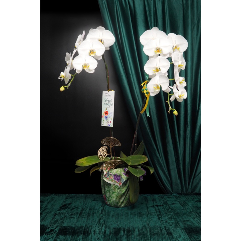 Raya Blessings Orchid 2 Stalks (Klang Valley Delivery)