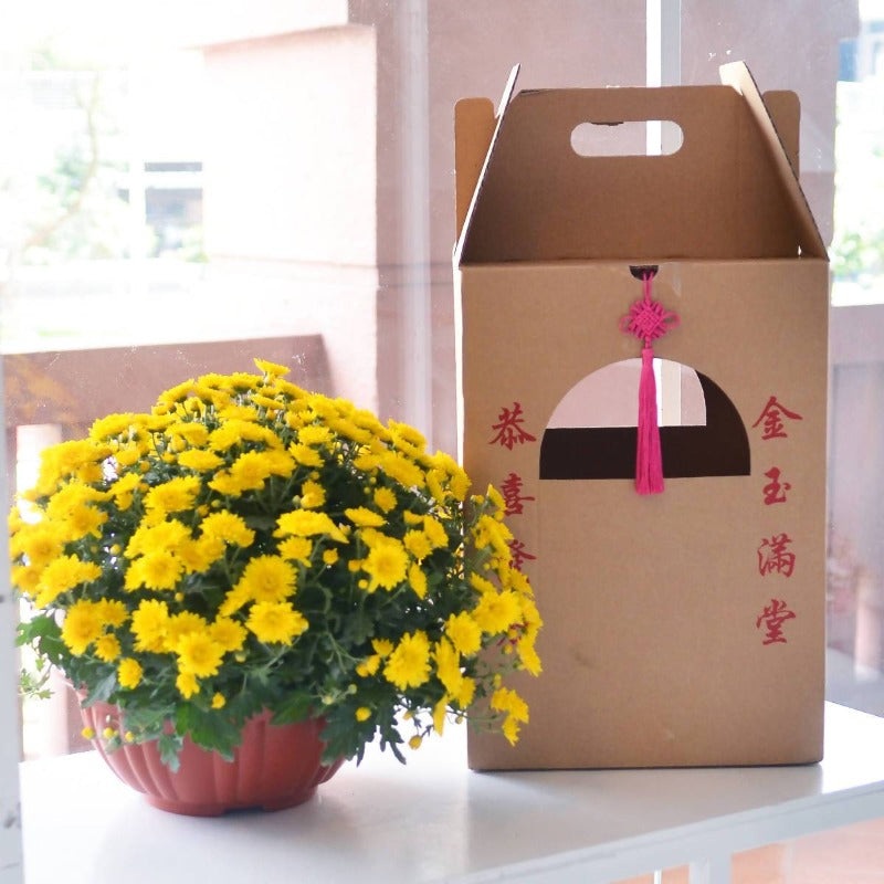CNY 2021 Prosperity Chrysanthemum Plant