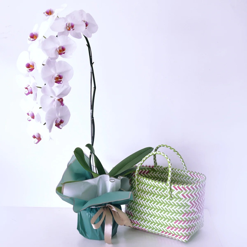 Premium Orchid 1 Stalk (Klang Valley Delivery)