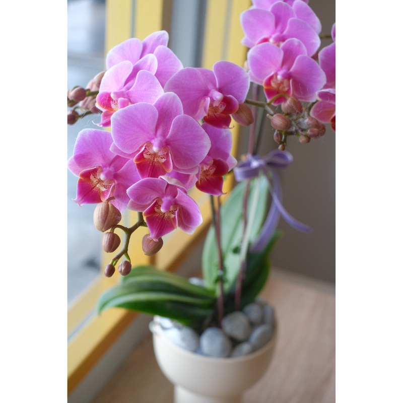 [CNY2023] Midi Phalaenopsis Orchids (Artificial Flower) | (Penang Delivery Only)