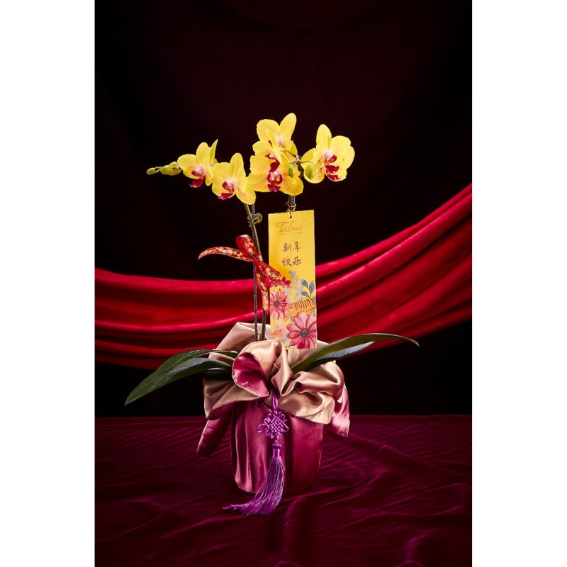 CNY 2024 Outstanding Achievement Premium Orchid (2 Stalks) (Klang Valley Delivery)