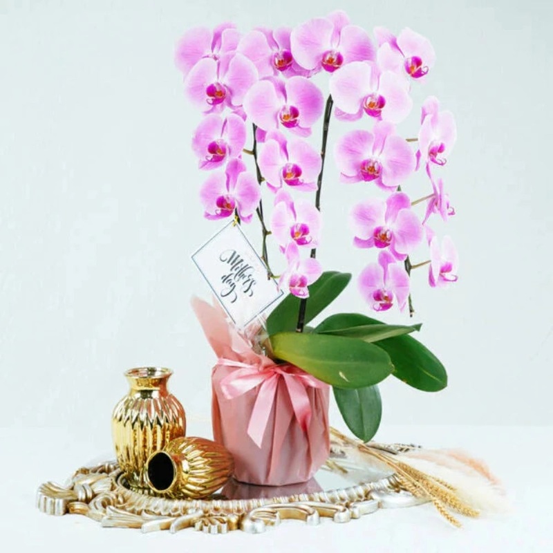 Premium Orchid Sweetest Pink – 2 Stalks (Klang Valley Delivery)