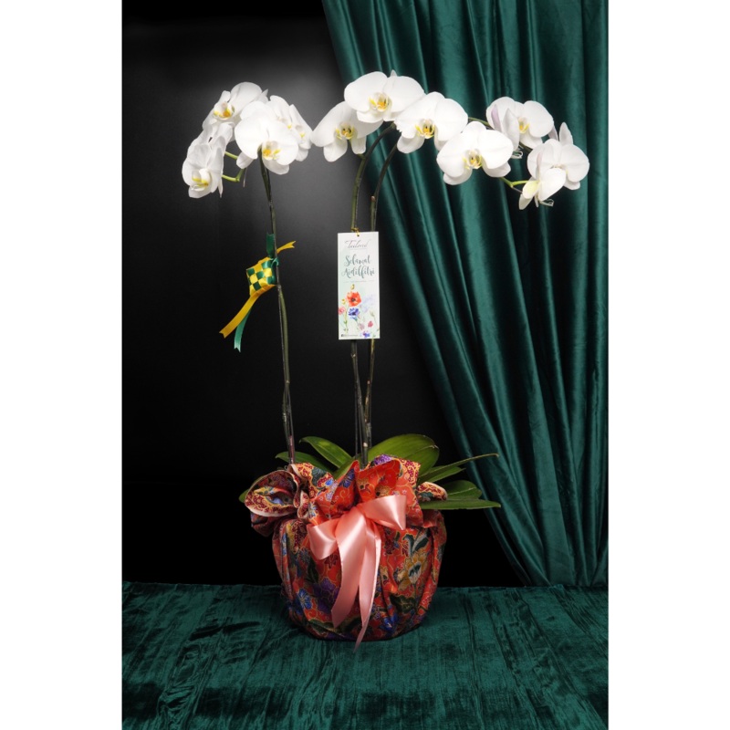 Raya Blessings Orchid 3 Stalks (Klang Valley Delivery)