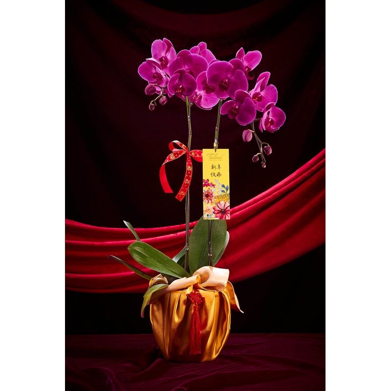 CNY 2024 () Good Fortune Premium Orchid (Charming Purple) (Fresh Flower)  (Klang Valley Delivery)