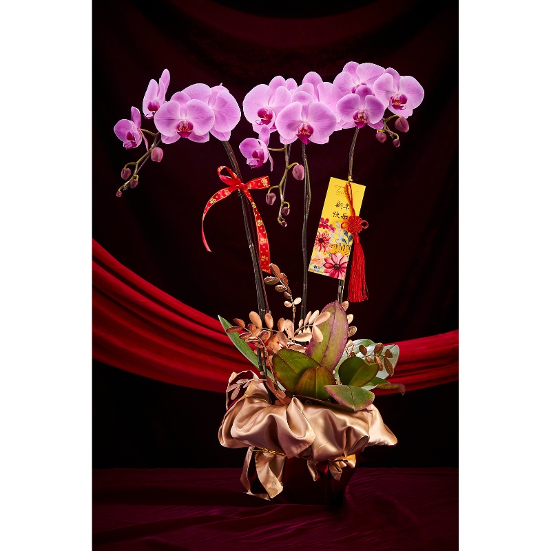 CNY 2024 () Wealth Rolling In Premium Orchid (Sweetest Pink)  (Fresh Flower)(Klang Valley Delivery)