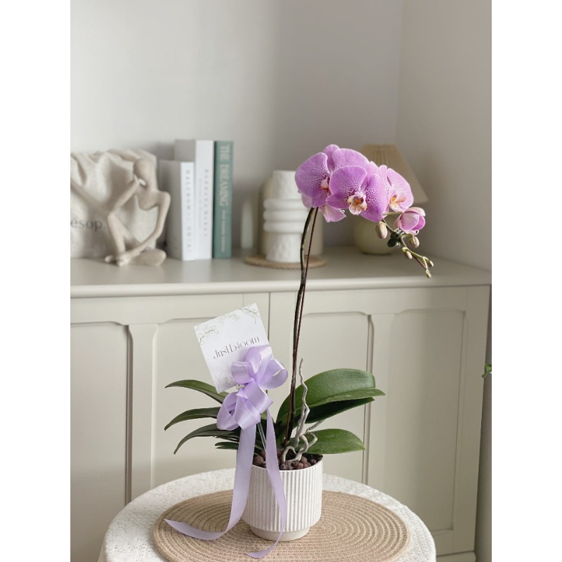 Phalaenopsis Fresh Orchid Purple (Single Stalks) (Klang Valley Delivery)