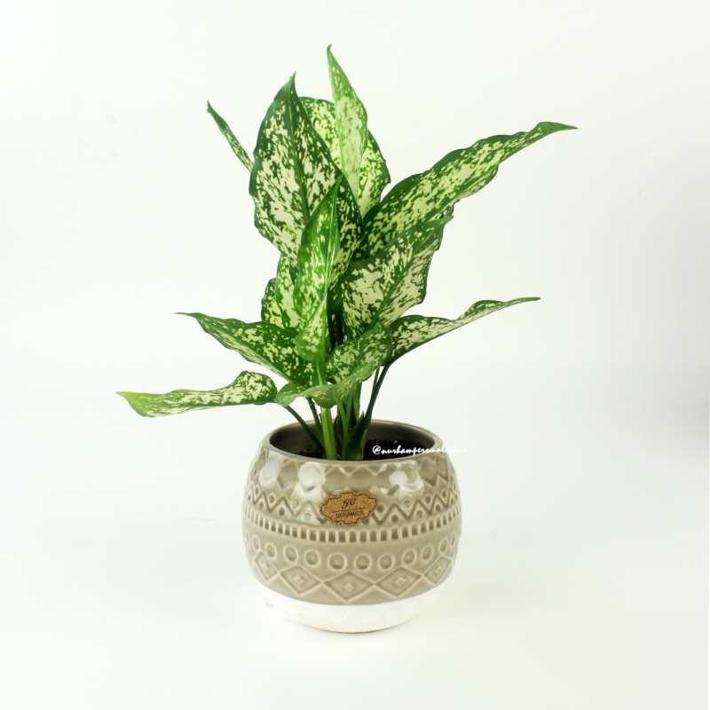 Aglaonema Snow White (Klang Valley Delivery)