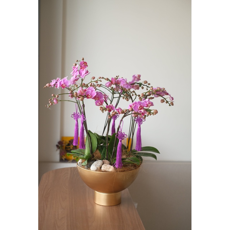 [CNY2024] Midi Phalaenopsis Orchids – Baby Grand | (Penang Delivery Only)