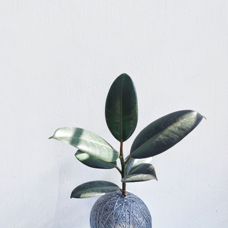 Rubber Plant Robusta’  Kokedama – Ornamental Plant (Nationwide Delivery)