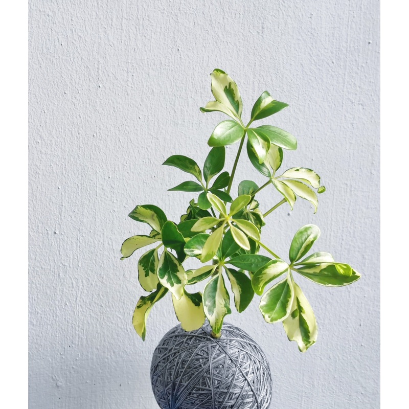 Schefflera Aurea  Kokedama – Ornamental Plant (Nationwide Delivery)