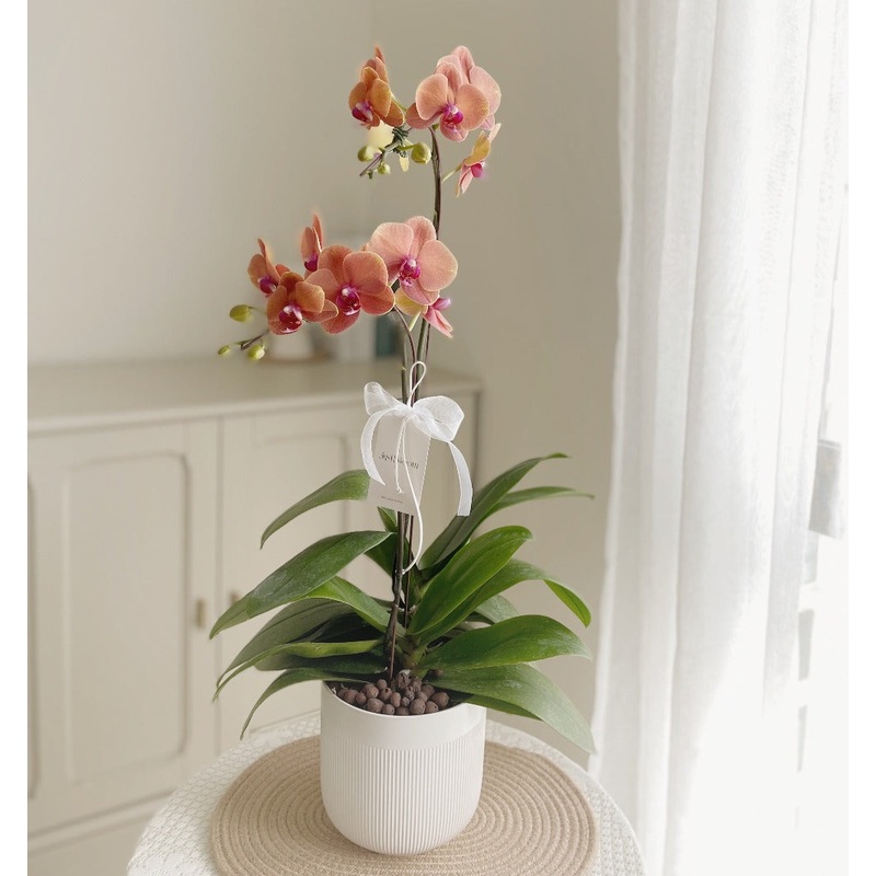Phalaenopsis Orchid Orange  (2 Stalks) | (Klang Valley Delivery)