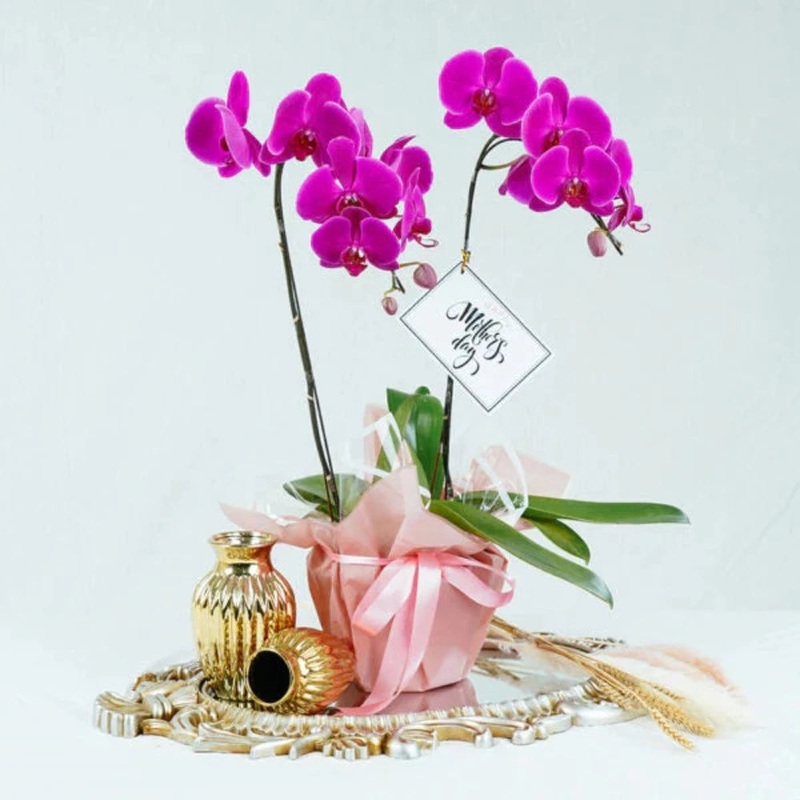 Premium Orchid Charming Purple – 2 Stalks (Klang Valley Delivery)