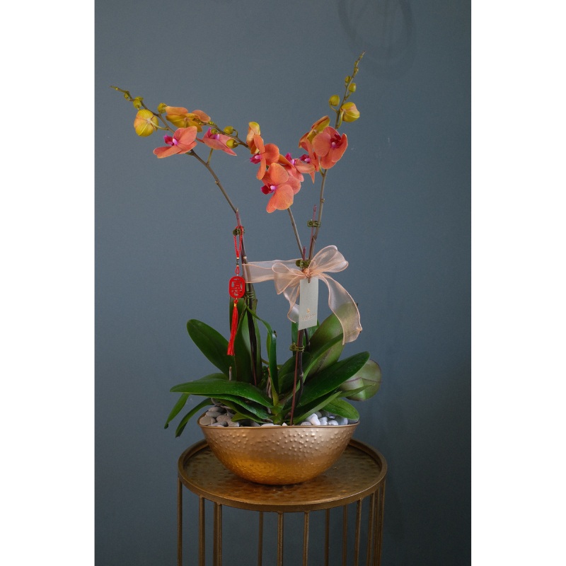 Phalaenopsis Orchid (Penang Delivery Only)