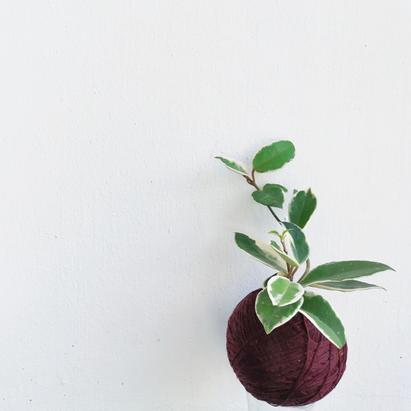 Hoya Krimson Queen  Kokedama – Ornamental Plant (Nationwide Delivery)