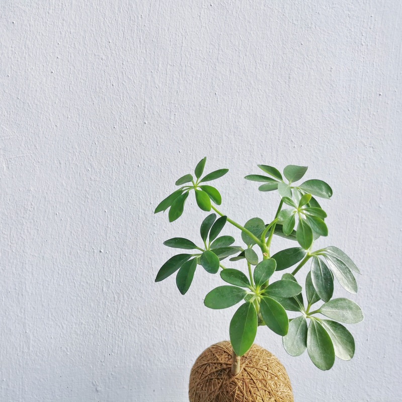 Schefflera arboricola  Kokedama – Ornamental Plant (Nationwide Delivery)