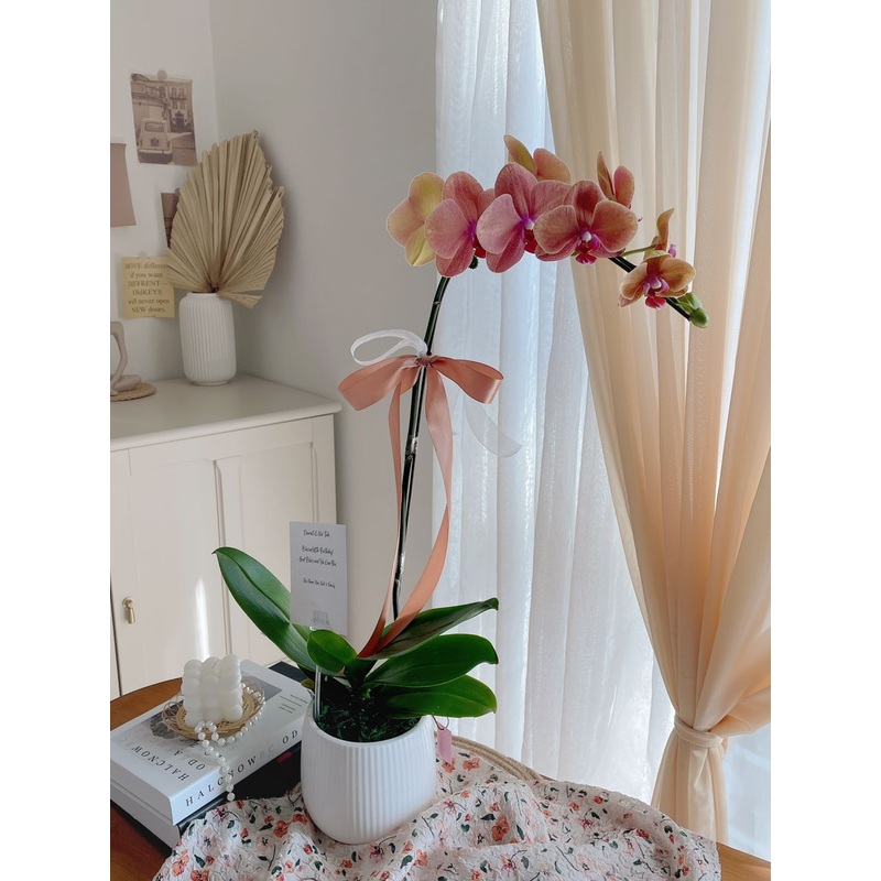 Phalaenopsis Orchid Orange  (Single Stalks)  | (Klang Valley Delivery)