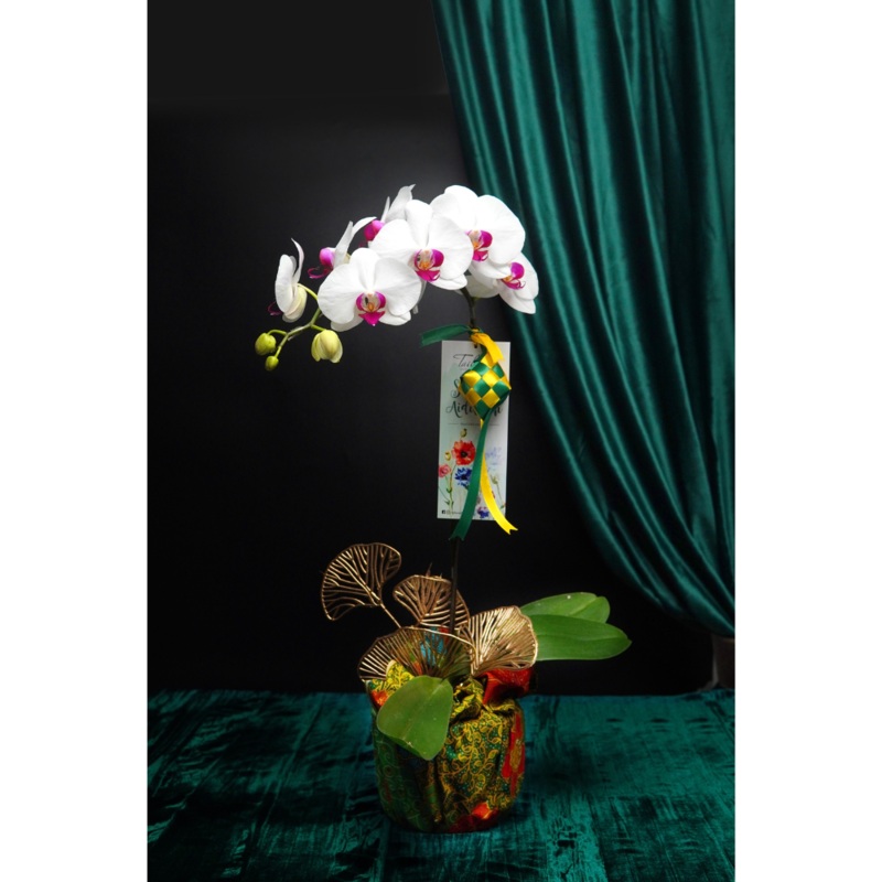 Raya Blessings Orchid 1 Stalk (Klang Valley Delivery)